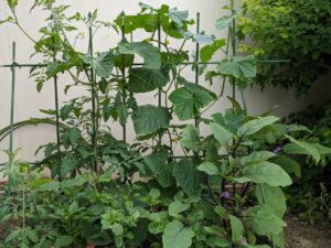 ケア・キューブくさか菜園