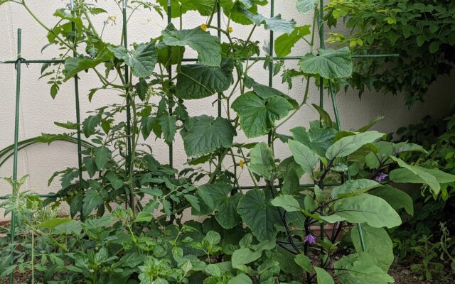 ケア・キューブくさか菜園